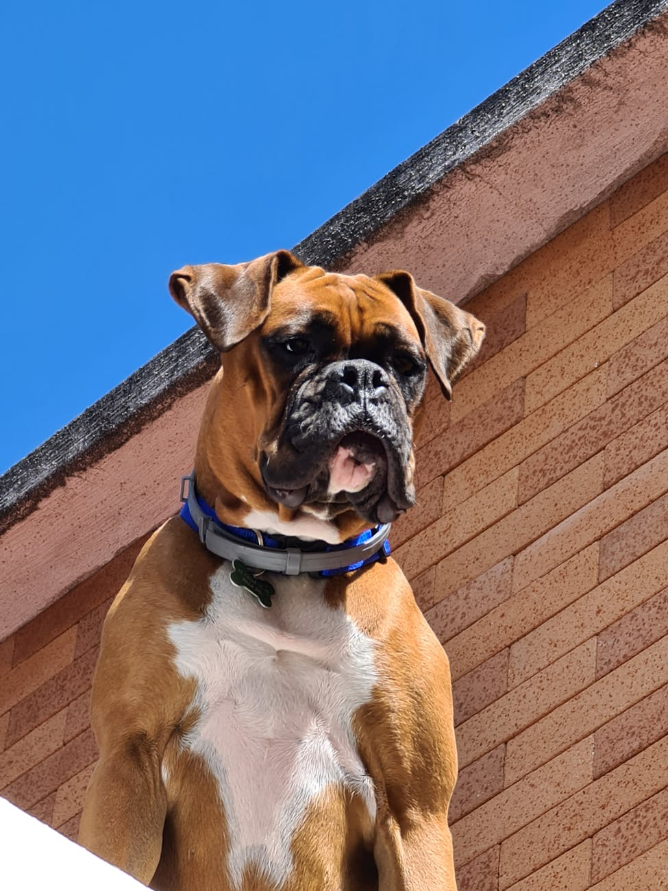 Jagger Doing Simple to Advanced Commands and Tricks