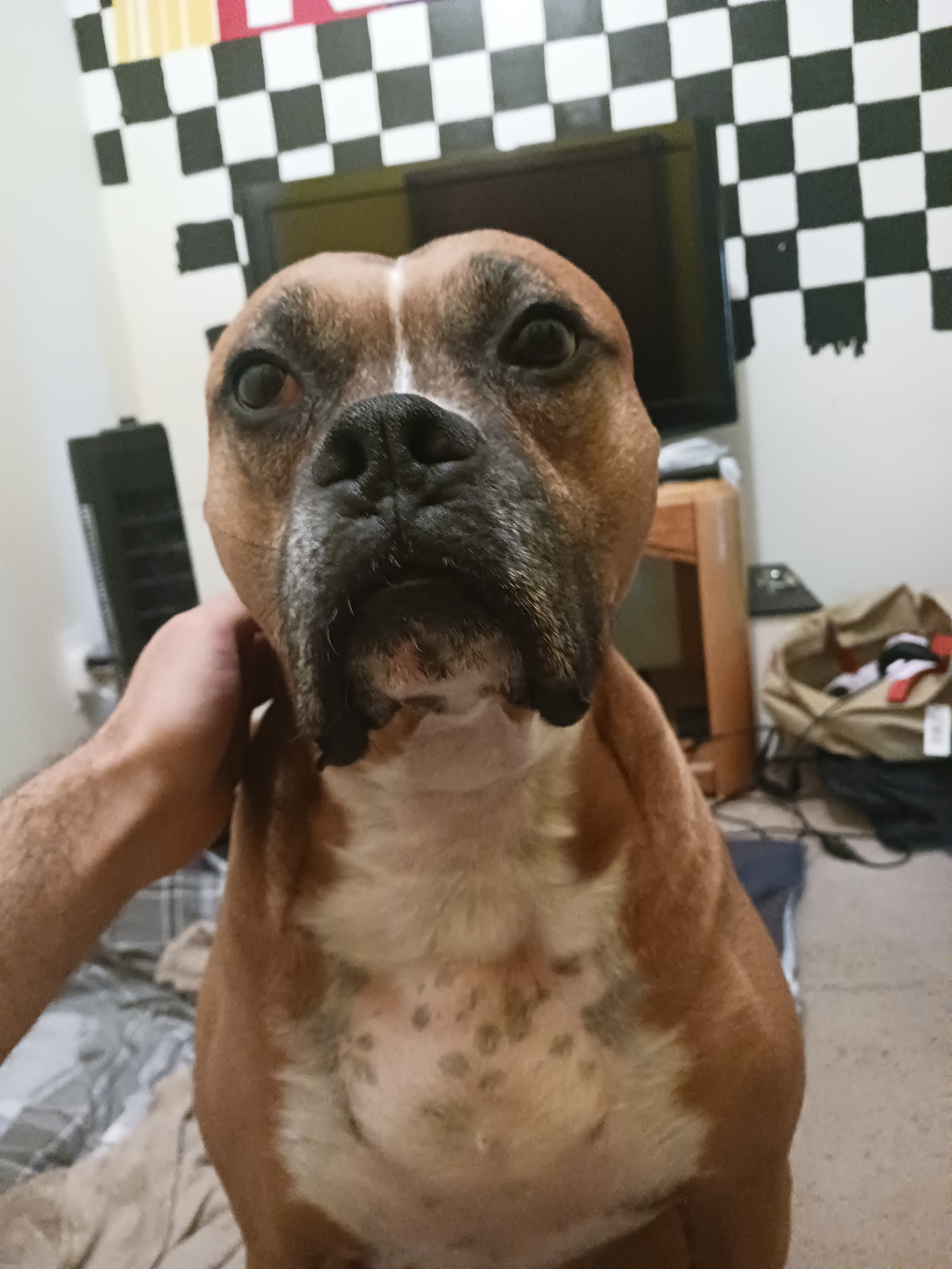 My Dad and his Dog Jagger Wrestling!