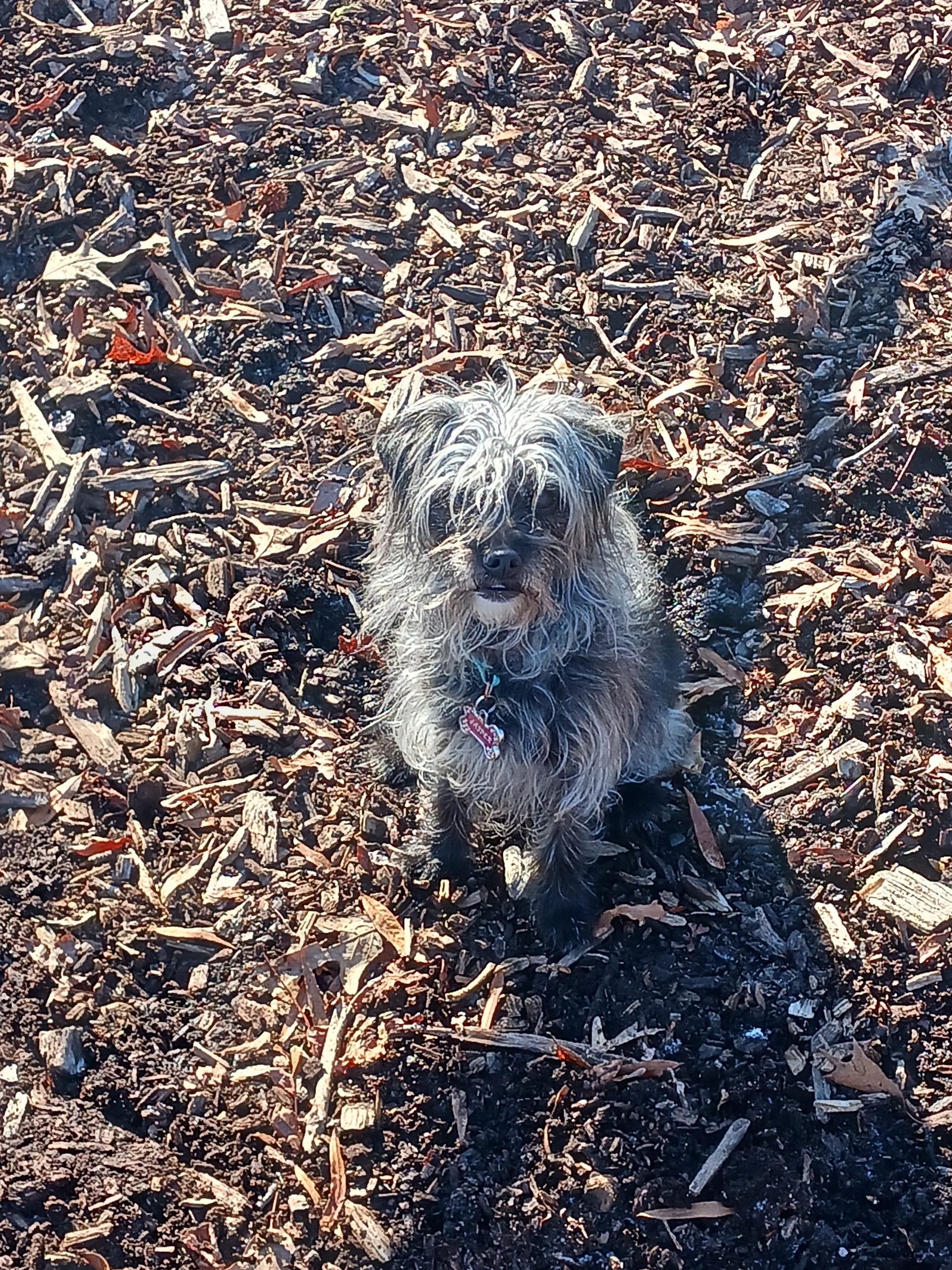Jasper and I at the Dog Park