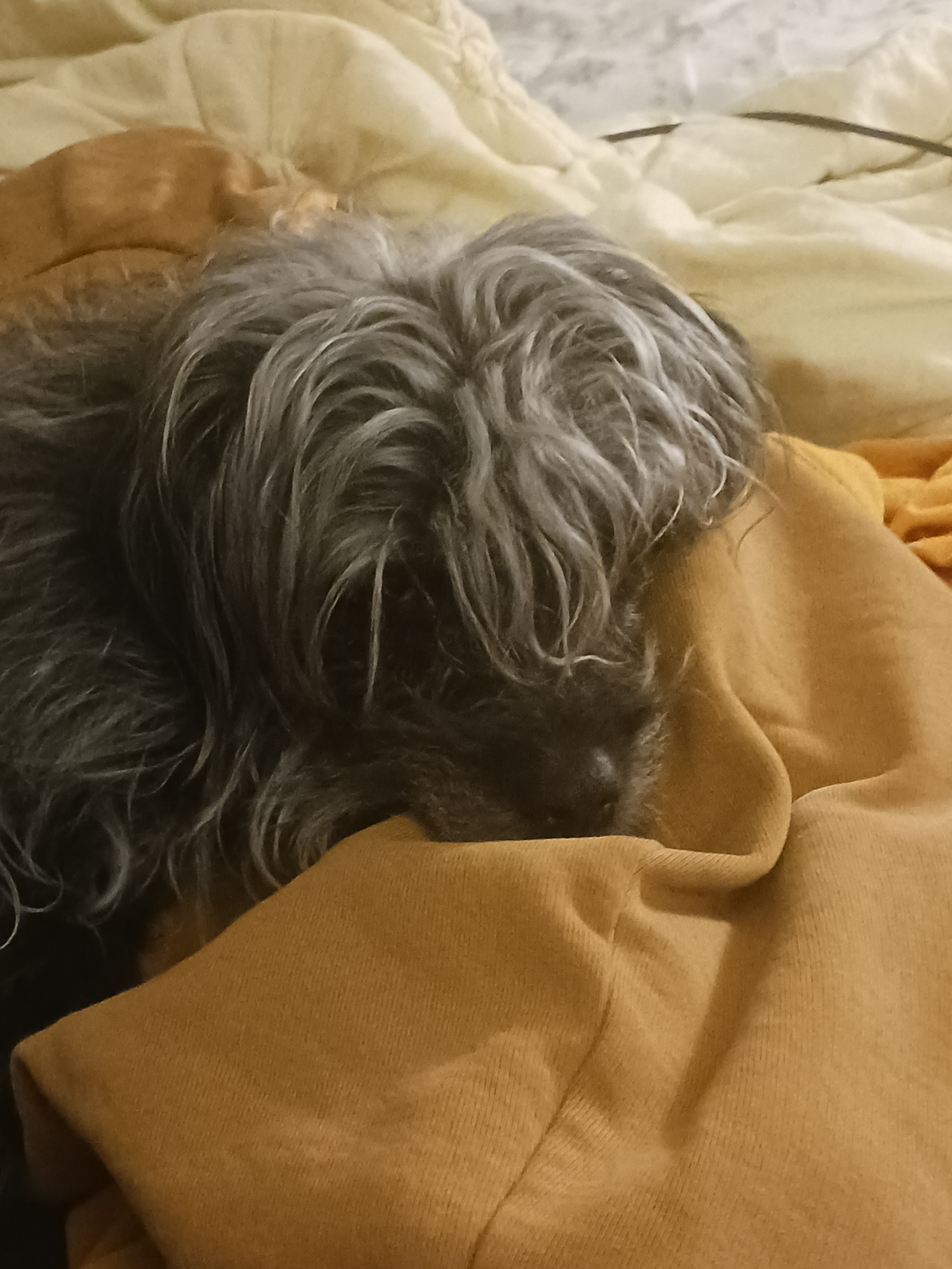 Jasper Drying Herself with a Towel After Rainy Weather
