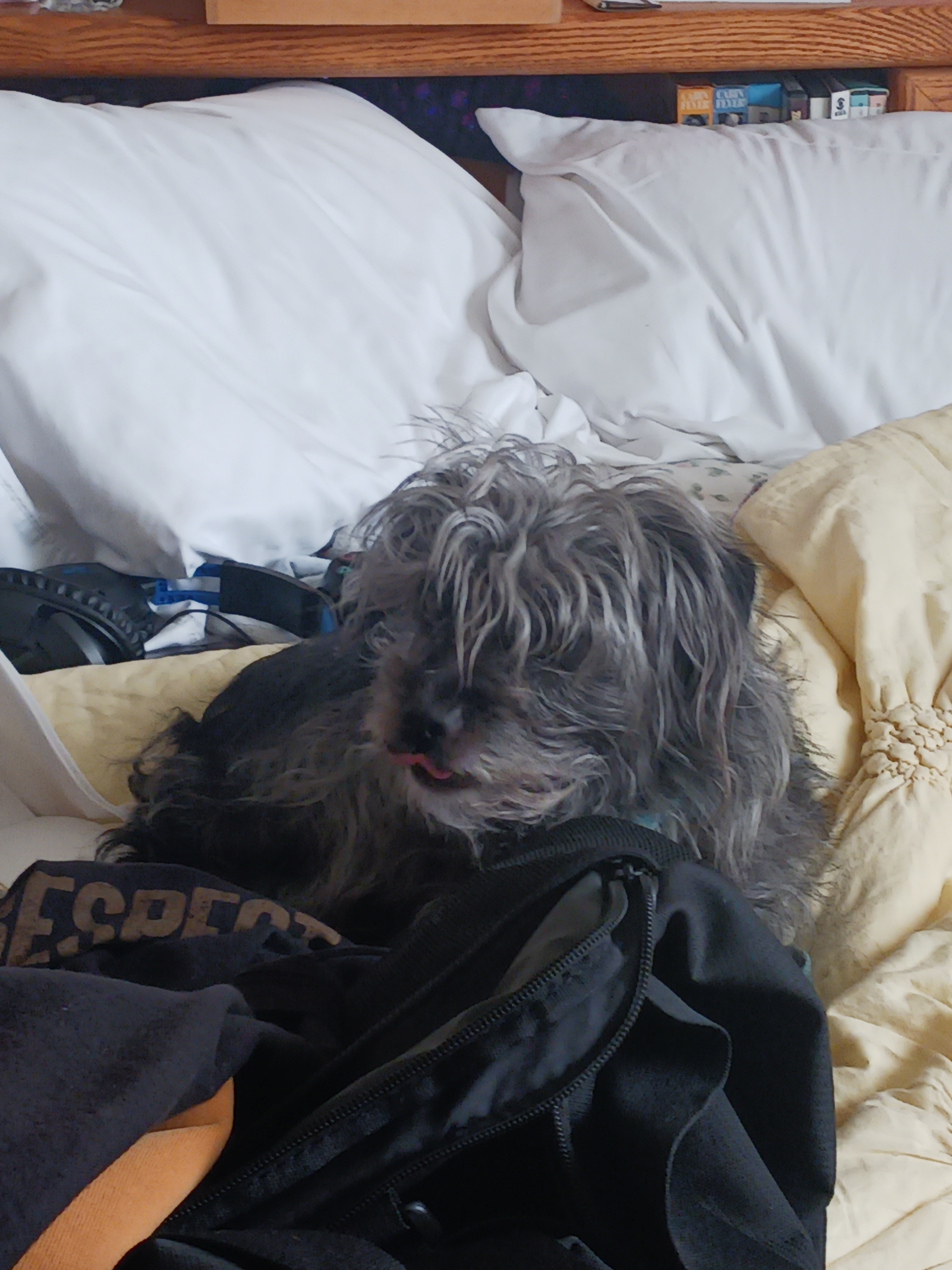 Wrestling a Ferocious Dog with My Bare Hands