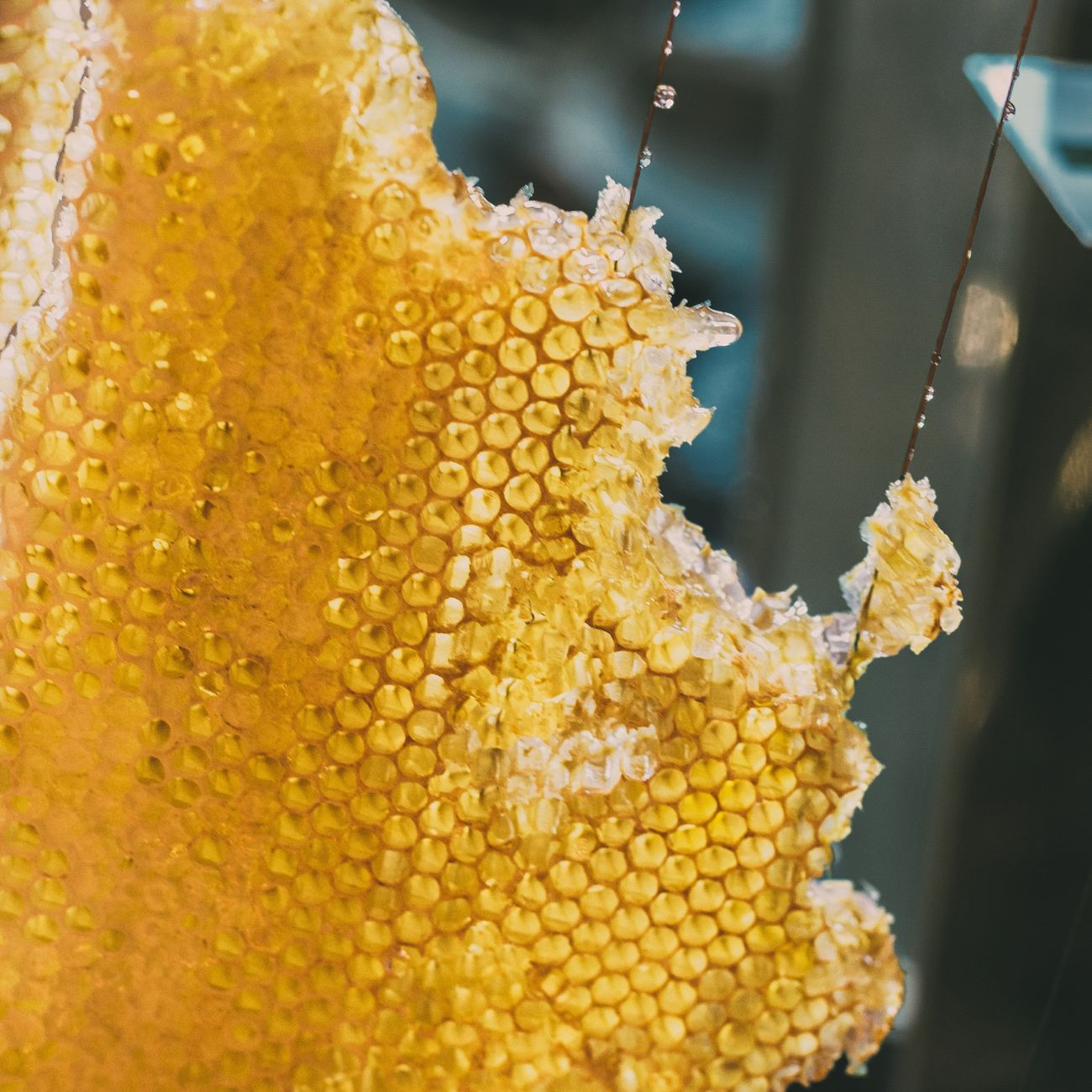 Part 2 of the Honeycomb being munched on by Gregory Bou